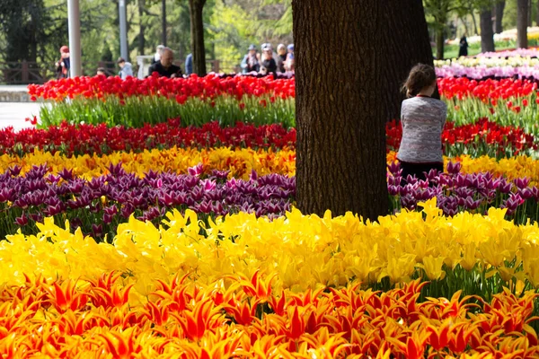 Blühende Tulpen Blühen Als Floraler Pflanzenhintergrund — Stockfoto