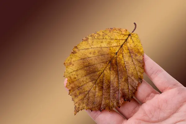 在白色背景上的手里拿着一片干的秋天树叶的手 — 图库照片