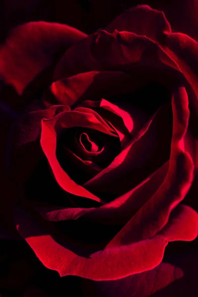 Flores Rosa Roja Para Las Vacaciones Bokeh Macro Fondo Floral — Foto de Stock