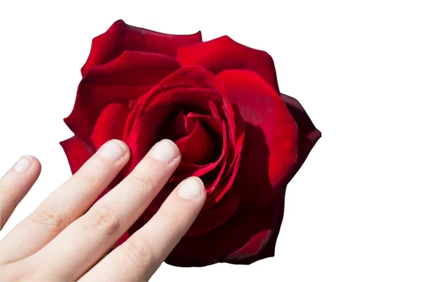 Hand Houden Van Rode Roos Bloemen Voor Vakantie Bokeh Macro — Stockfoto