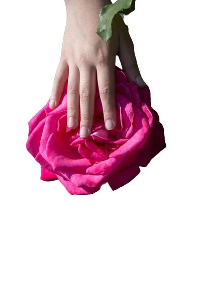 Ροζ Τριαντάφυλλο Λουλούδια Στο Χέρι Για Τις Διακοπές Bokeh Μακροεντολή — Φωτογραφία Αρχείου