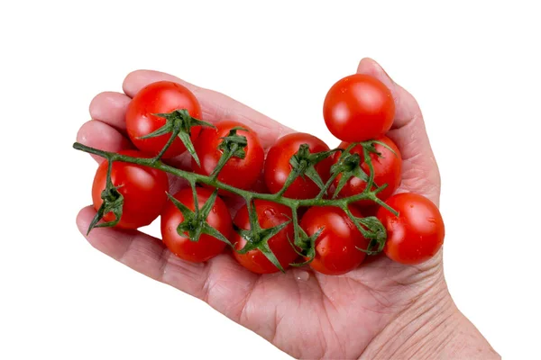 Fresh Organic Tomatoes White Background Ripe Red Tomato — Stock Photo, Image