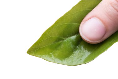 Beyaz arka plan üzerinde izole el yaprak yeşil