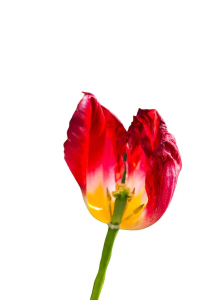 Prachtige Tulp Bloem Voor Ansichtkaart Beauty Design Tulpen Behang Tulp — Stockfoto