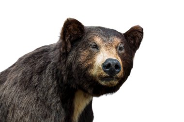 Beyaz arka planda vahşi yaşam hayvanı