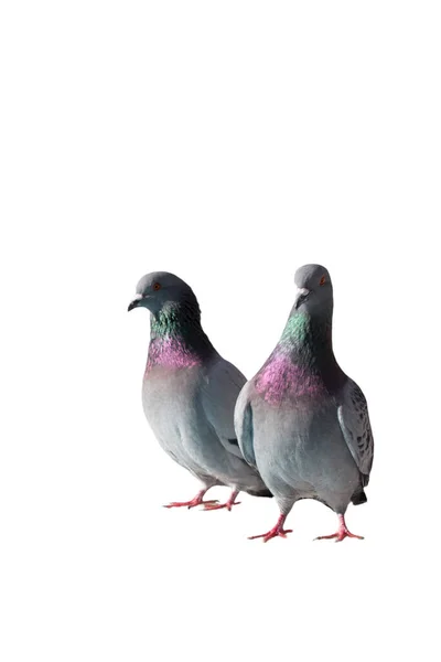 Beyaz Arka Plan Üzerinde Izole Pigeon Kuş — Stok fotoğraf