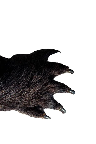 Paw Large Bear Long Sharp Strong Claws — Stock Photo, Image