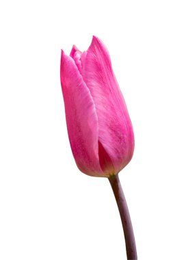 Kartpostal güzelliği için güzel pembe lale çiçeği. Beyaz arkaplanda lale.