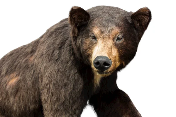 Beyaz arka planda vahşi yaşam hayvanı