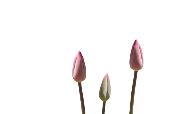 Schöne Tulpenblumen Für Postkarten Beauty Design Tulpentapete Tulpendesign Tulpen Auf — Stockfoto