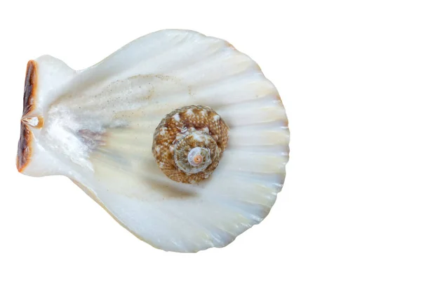 Beautiful Seashell White Isolated Background — Stock Photo, Image