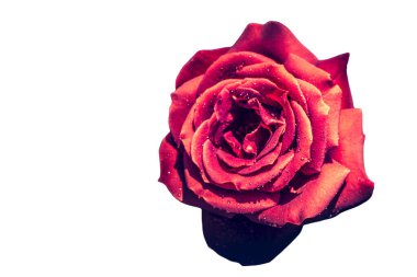 Bayram için kırmızı gül çiçekleri, bokeh, makro, çiçekli arka plan. metin için romantik boşluk