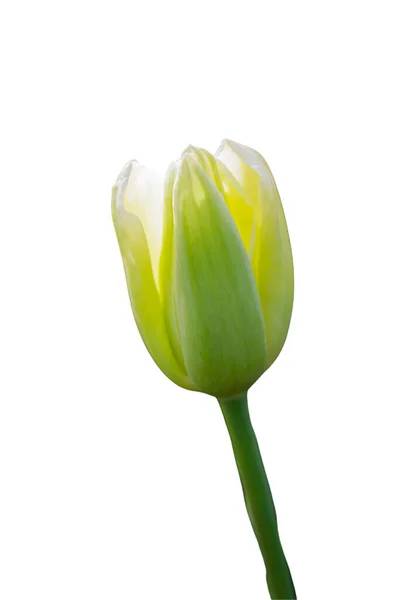 Красивый Цветок Тюльпана Дизайна Открытки Красоты Тюльпан Обои Тюльпан Дизайн — стоковое фото