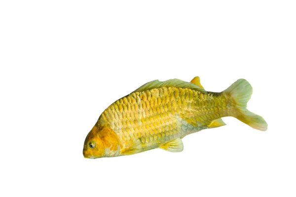 Kleurrijke Vissen Van Zeeaquarium Geïsoleerd Witte Achtergrond — Stockfoto