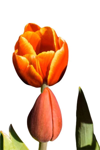 Beautiful Tulip Flowers Postcard Beauty Design Tulip Wallpaper Tulip Design — ストック写真