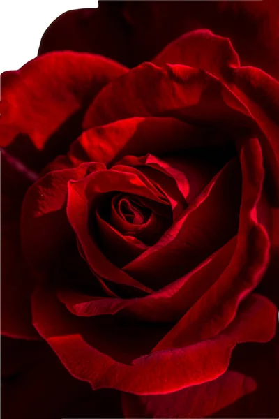 Rose Rouge Fleurs Pour Les Vacances Bokeh Macro Fond Floral — Photo