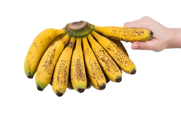 Fructe Banane Mână Model Fructe Tropicale Banane Izolate — Fotografie, imagine de stoc