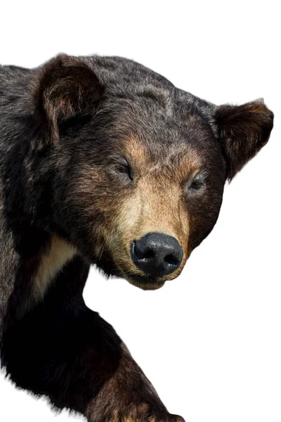 Bear Dzikie Życie Zwierząt Białym Tle — Zdjęcie stockowe