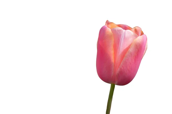 Fiore Tulipano Come Fiori Primavera — Foto Stock