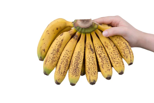 Fructe Banane Mână Model Fructe Tropicale Banane Izolate — Fotografie, imagine de stoc