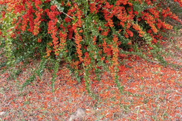 Kırmızı Böğürtlenli Bir Rowan Dalı Sonbahar Doğal Arkaplan — Stok fotoğraf