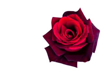 Bayram için kırmızı gül çiçekleri, bokeh, makro, çiçekli arka plan. metin için romantik boşluk