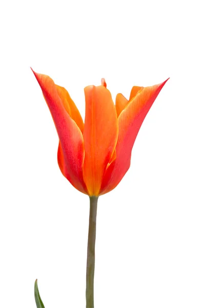 Цветок Тюльпана Весенние Цветы — стоковое фото