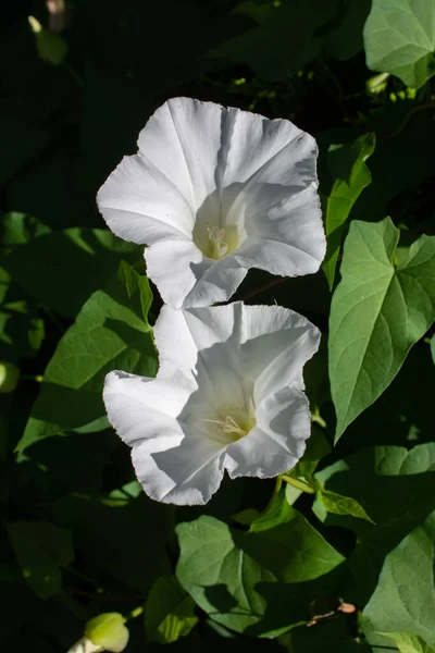 Kvetoucí Krásné Barevné Přírodní Květiny Jako Květinové Pozadí — Stock fotografie