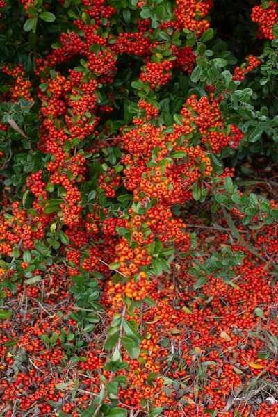 Ramas Serbal Con Bayas Rojas Otoño Fondo Natural —  Fotos de Stock