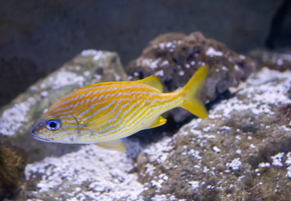 Beautiful Colorful Fish Swims Aquarium Environment — Stock Photo, Image