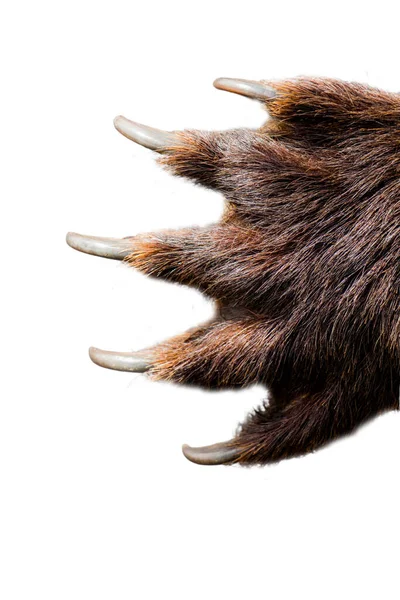 Πάουλο Μεγάλης Αρκούδας Μακριά Κοφτερά Δυνατά Νύχια Εικόνα Αρχείου