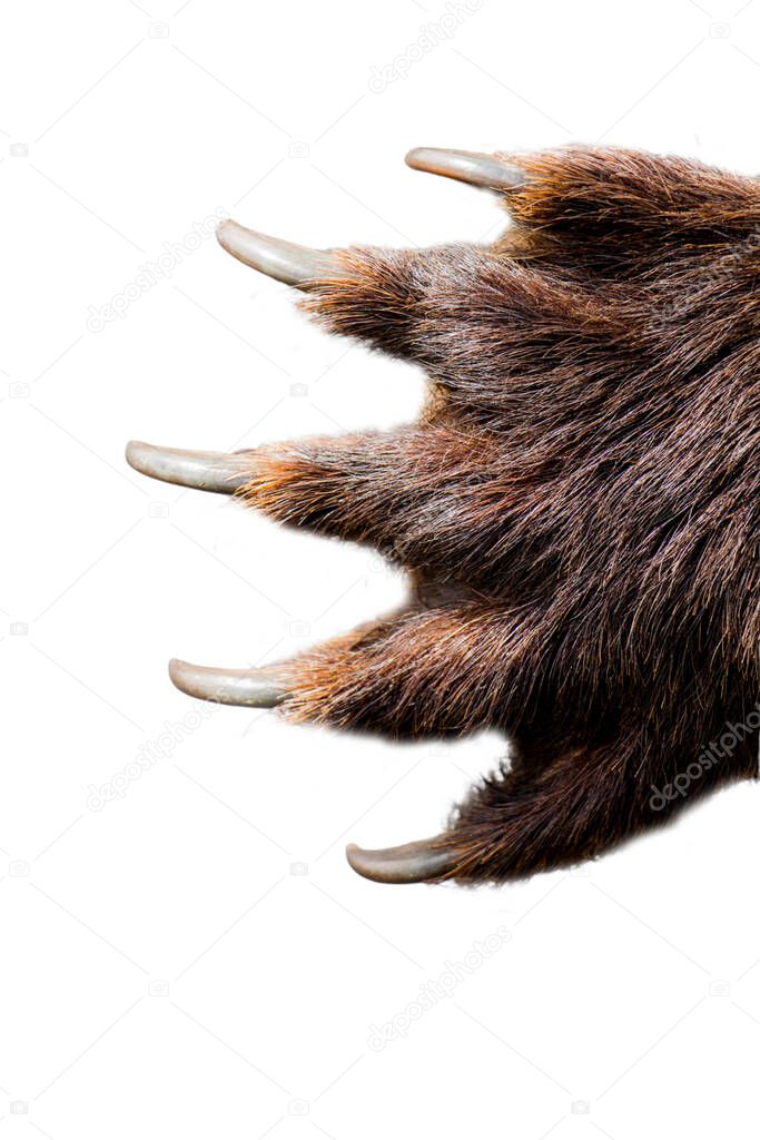 Paw of large bear with long, sharp, strong claws