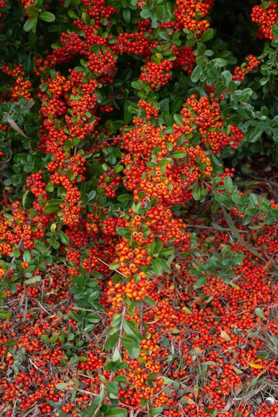 Ein Vogelbeerzweig Mit Roten Beeren Herbst Und Natürlicher Hintergrund — Stockfoto