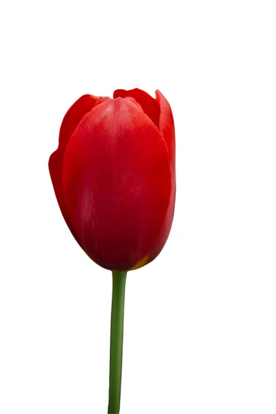 Linda Flor Tulipa Vermelha Para Design Beleza Cartão Postal Papel — Fotografia de Stock