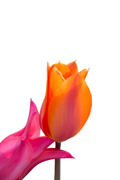 Hermosas Flores Tulipán Para Diseño Belleza Postal Papel Pintado Tulipán Imagen De Stock