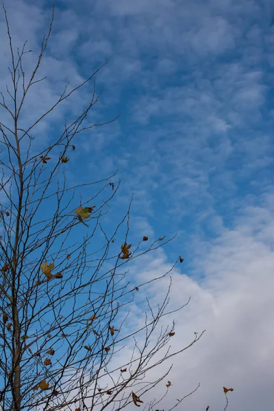 Tree Branch Dry Autumn Leaves — Stockfoto