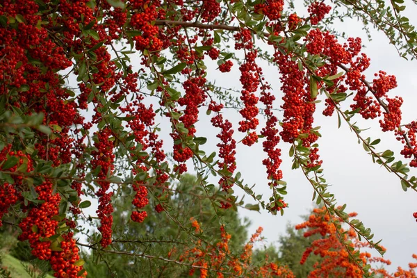 Des Branches Rowan Aux Baies Rouges Automne Fond Naturel — Photo