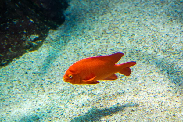 Beautiful Colorful Fish Swims Aquarium Environment — Stock Photo, Image