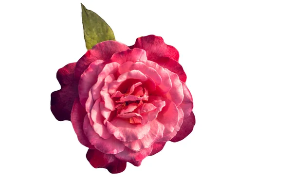 Rosa Rosa Flores Para Feriado Bokeh Macro Fundo Floral Espaço — Fotografia de Stock