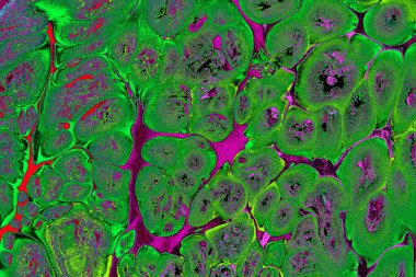 Ebru mermer el yapımı sanat, geleneksel Ebru tekniği. mermer sıvı mürekkep sanatının soyut arkaplanı