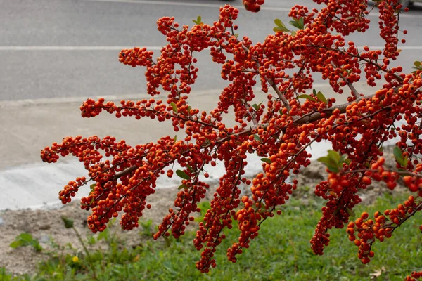 Des Branches Rowan Aux Baies Rouges Automne Fond Naturel — Photo