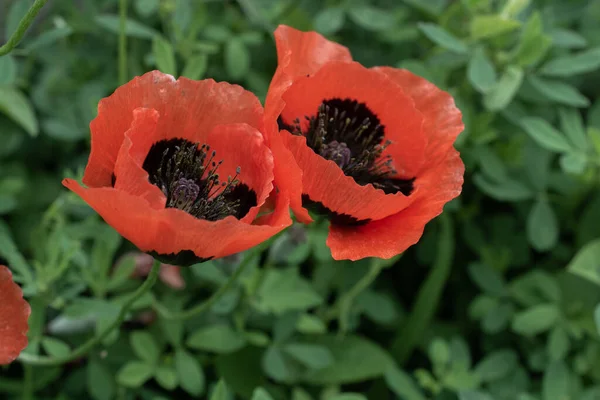 Blühende Schöne Bunte Frische Natürliche Blume Blick — Stockfoto