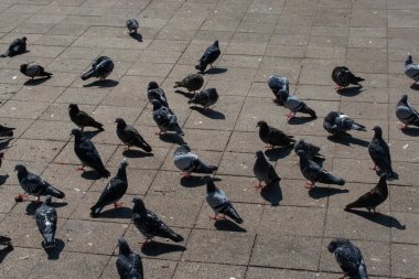 Güzel güvercin kuşları, şehir güvercinleri şehir ortamında yaşıyor.