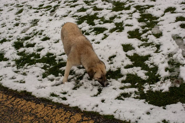 Chien Errant Sans Abri Vue Comme Concept Animal Domestique — Photo