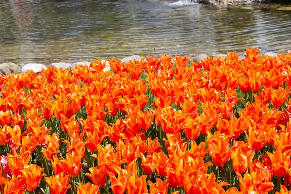 Schöne Tulpen Blume Für Postkarte Schönheit Konzept Design — Stockfoto