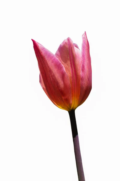 Mooie Kleurrijke Geïsoleerde Tulpen Bloem Lente Tijd Tuin — Stockfoto