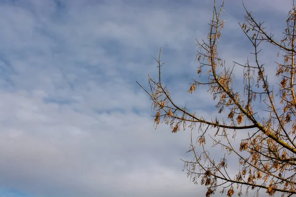 Tree Branch Dry Autumn Leaves — Stockfoto