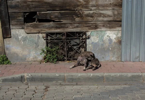 Perro Callejero Sin Hogar Vista Del Concepto Animal Doméstico — Foto de Stock