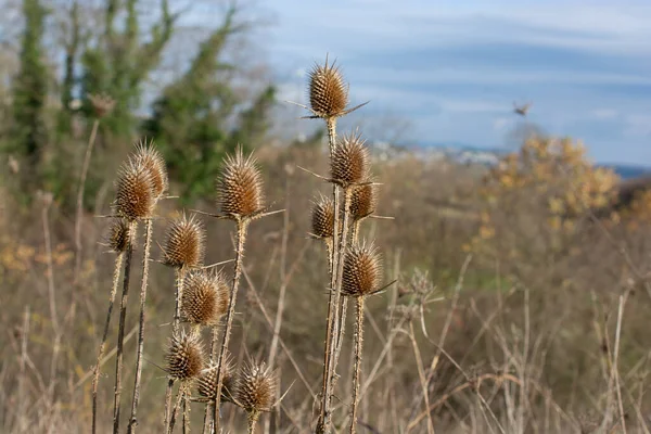 Dry Dipsacus Sativus Flowerhead Winter — Zdjęcie stockowe