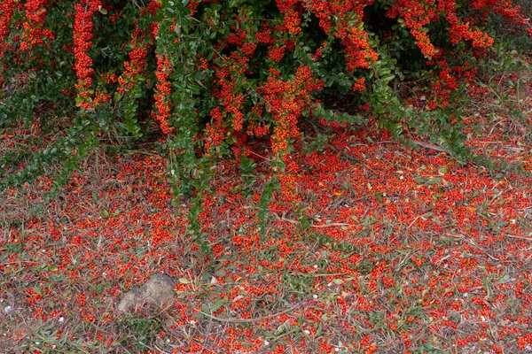 Een Tak Van Rowan Met Rode Bessen Herfst Natuurlijke Achtergrond — Stockfoto